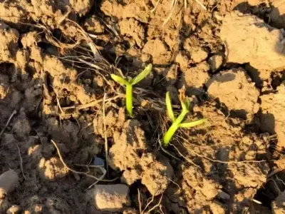 Innovaciones en Control de Plagas: Alternativas Ecológicas a los Neonicotinoides