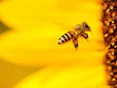 La Microbiota Intestinal de las Abejas: Un Factor Crucial para su Existencia y la Sustentabilidad Agrícola