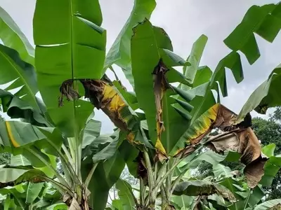 Uganda Alerta Ante Más de 9,000 Especies de Plagas no Reportadas Previamente
