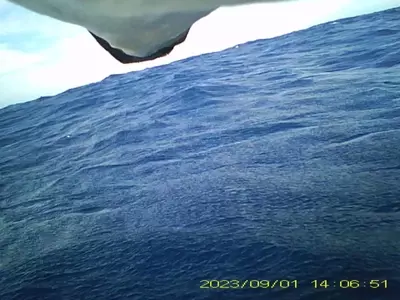 Scientists Uncover Surprising Defecation Habits of Streaked Shearwaters