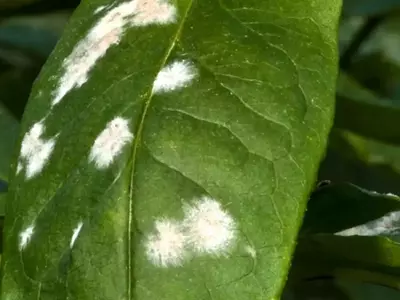 Manejo del Oídio y el Mildiu en Plantas: Guía Completa de Prevención y Tratamiento