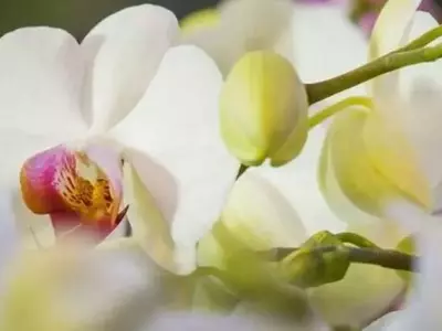 Avances Revolucionarios en el Control Biológico de Plagas en Floricultura de Invernadero