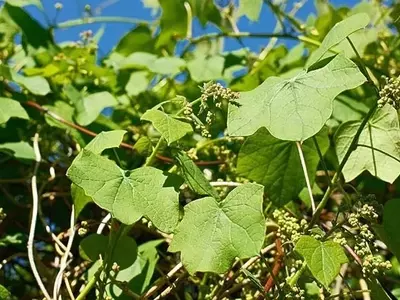 Revelan Secretos Evolutivos de Plantas: El Caso de la Semilla de Luna Canadiense