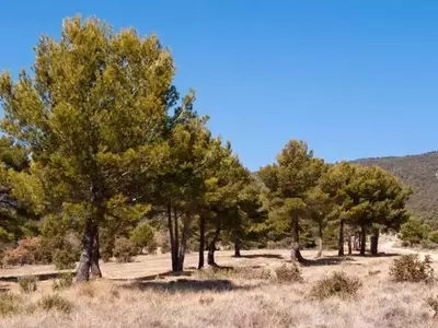 Un Inventario Exhaustivo de Árboles Mediterráneos Revela Nuevas Perspectivas para la Conservación Forestal