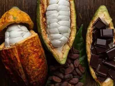 Revolucionando el Sabor del Chocolate: Avances en la Fermentación del Cacao