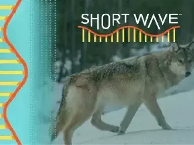 Yellowstone Wolves: Three Decades of Ecological Impact and Debate