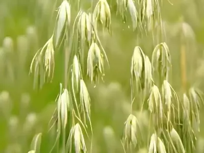 Excedente de Avena en España Impulsa Cambios en Fórmulas de Piensos para Animales