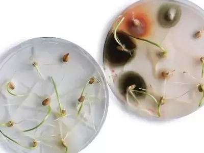 Avance Suizo en el Tratamiento Ecológico de Semillas: La Vaporización Revoluciona la Agricultura