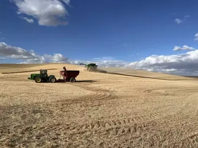 US Wheat Farmers Grapple with Trade Uncertainties Amid Tariff Landscape
