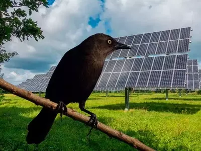 Auge de la Avifauna en Parques Solares con Manejo Ecológico