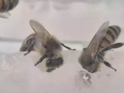 Un Avance Revolucionario: Superalimentos Potencian la Reproducción de Colonias de Abejas