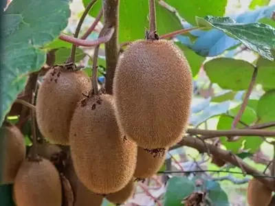 El Kiwi Verde: Reconocido Oficialmente por sus Beneficios Digestivos en Europa