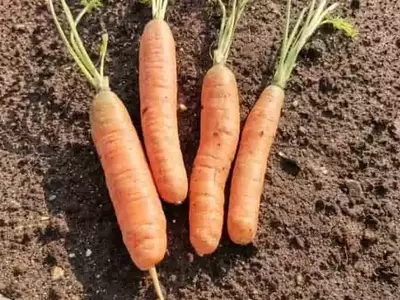 Innovación Suiza: Biopreservación Bacteriana para Proteger Zanahorias de la Pudrición Negra