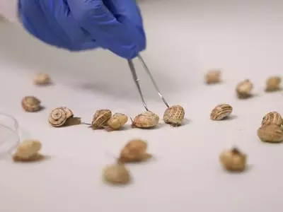 Un Misterio Resuelto: La Baba del Caracol Blinda Cultivos contra Pesticidas