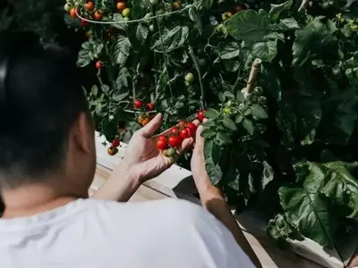 La Batalla del Tomate: Cultivando Resistencia al Calor Extremo