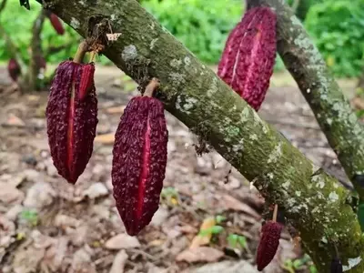 Nestlé revoluciona la producción de chocolate en respuesta al cambio climático