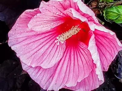 Descubriendo el Hibiscus: Propiedades, Beneficios y Consideraciones de Consumo