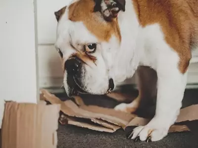 Understanding Canine Behavior: Do Dogs Truly Feel Guilt?
