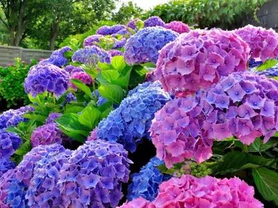 Hortensias: Cuidado, Ubicación y Significado Cultural