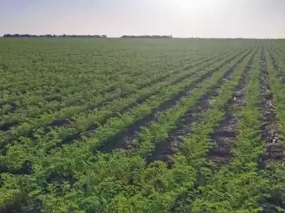Avances en la Vigilancia Agrícola: Satélites y Aprendizaje Automático para Optimizar el Cultivo de Garbanzos en Israel