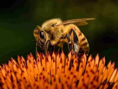 Impacto Climático en las Abejas: Un Desafío a la Polinización y la Seguridad Alimentaria