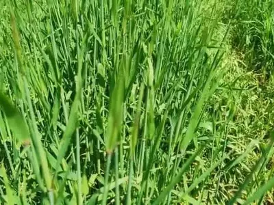 La Resistencia del Raigrás al Glifosato: Un Desafío Crece en el Reino Unido