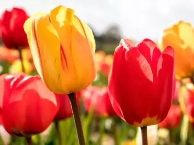 El Tulipán: Símbolo de Primavera y Elegancia Botánica
