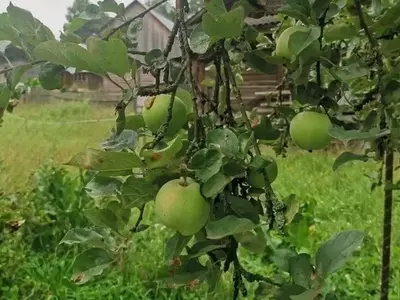 Manejo de Malezas en Manzanos: Un Equilibrio entre Necesidad y Sostenibilidad