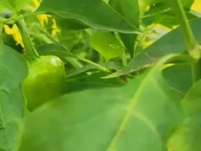 Innovación Agrícola: Australia Lidera con Vacunación Vegetal Masiva para Hortalizas