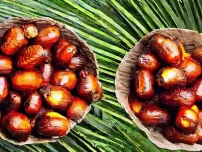 La Palma Aceitera Redefinida: Un Análisis Profundo de su Sostenibilidad Económica y Ambiental