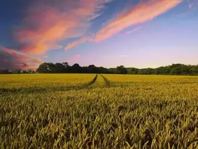 La Agricultura Regenerativa: Un Nuevo Paradigma para la Sostenibilidad Agrícola