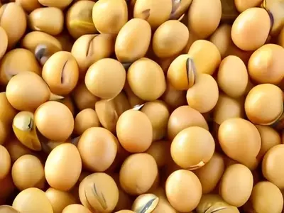 La Paradoja de la Soja en Corea del Sur: Un Desafío Agrícola y Económico