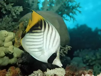 Fishy Feelings: Uncovering Pleasure in Underwater Worlds