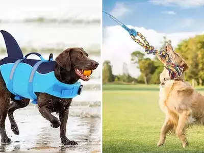 Innovative and Affordable Dog Products for Every Pet Owner