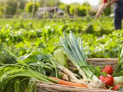 El Poder Transformador del Orujo de Tomate Fermentado en la Agricultura Sostenible