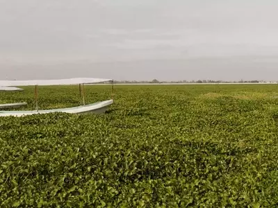 La Amenaza del Lirio Acuático: Impacto Ambiental y Socioeconómico en México
