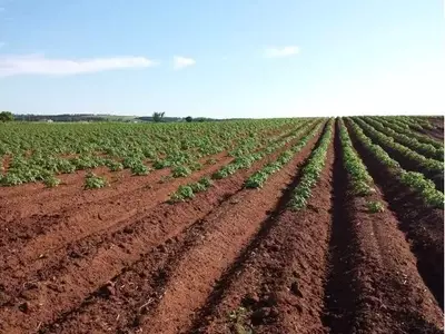 Optimización de la Fertilización del Suelo para Cultivos Sostenibles y Productivos