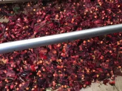 Cerezas Desechadas se Transforman en Superalimento Saludable y Sostenible