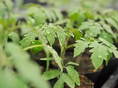 Descubierto Péptido Antagonista 'antiSys' Clave en la Regulación de las Defensas del Tomate
