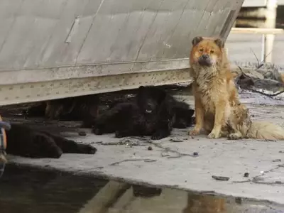 Hurricane Katrina's Enduring Impact on Pet Disaster Preparedness