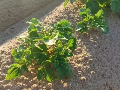 Mejorando la Cultivación de Patatas: La Estrategia del Abono Verde para un Suelo Fértil y Productivo
