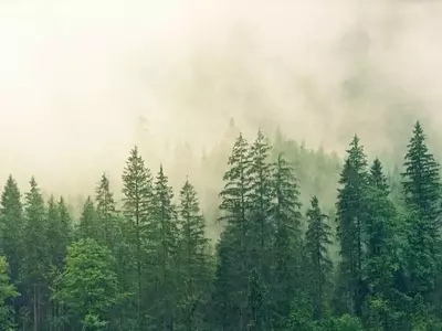 La Silvicultura Potencia la Producción Agrícola: Un Descubrimiento Revolucionario