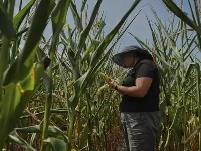 El Futuro del Maíz Bajo la Amenaza Climática: Desafíos y Adaptación en la Agricultura Moderna