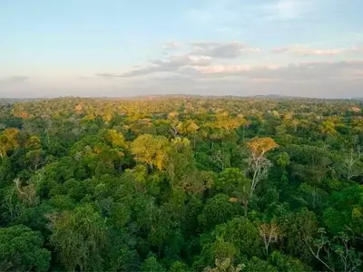 Árboles Centenarios y su Rol Crucial en la Captura de Carbono en Selvas Tropicales