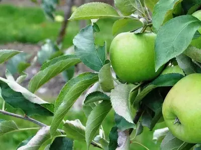 Maximización de Cosechas Frutales: El Arte del Raleo Floral