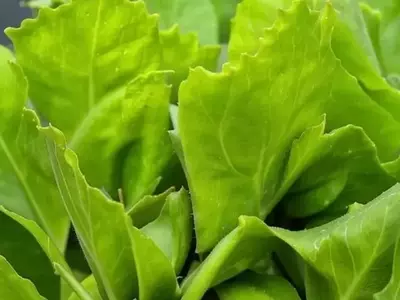 Bacterias Beneficiosas: El Seguro Natural para Cultivos de Invernadero