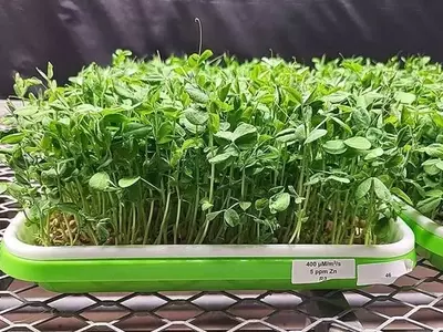 Optimización Nutricional de Microvegetales: El Impacto del Zinc y la Luz