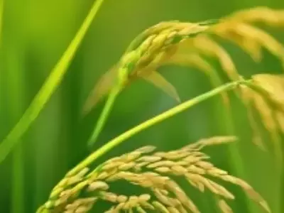 La Resistencia del Arroz a la Modificación Genética Viral: Un Desafío y Oportunidad Científica