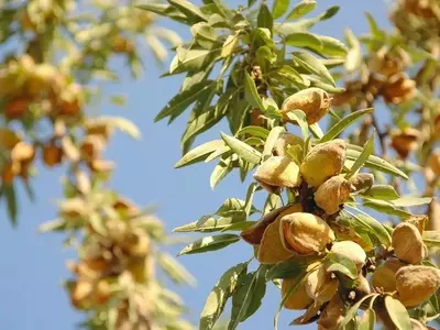 Cosecha de Almendras: Un Panorama Diverso y Desafíos del Mercado
