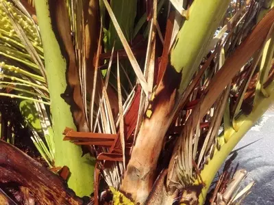 Alerta en O Barco: Caída de Palmera por Plaga y Refuerzo de Medidas contra el Picudo Rojo